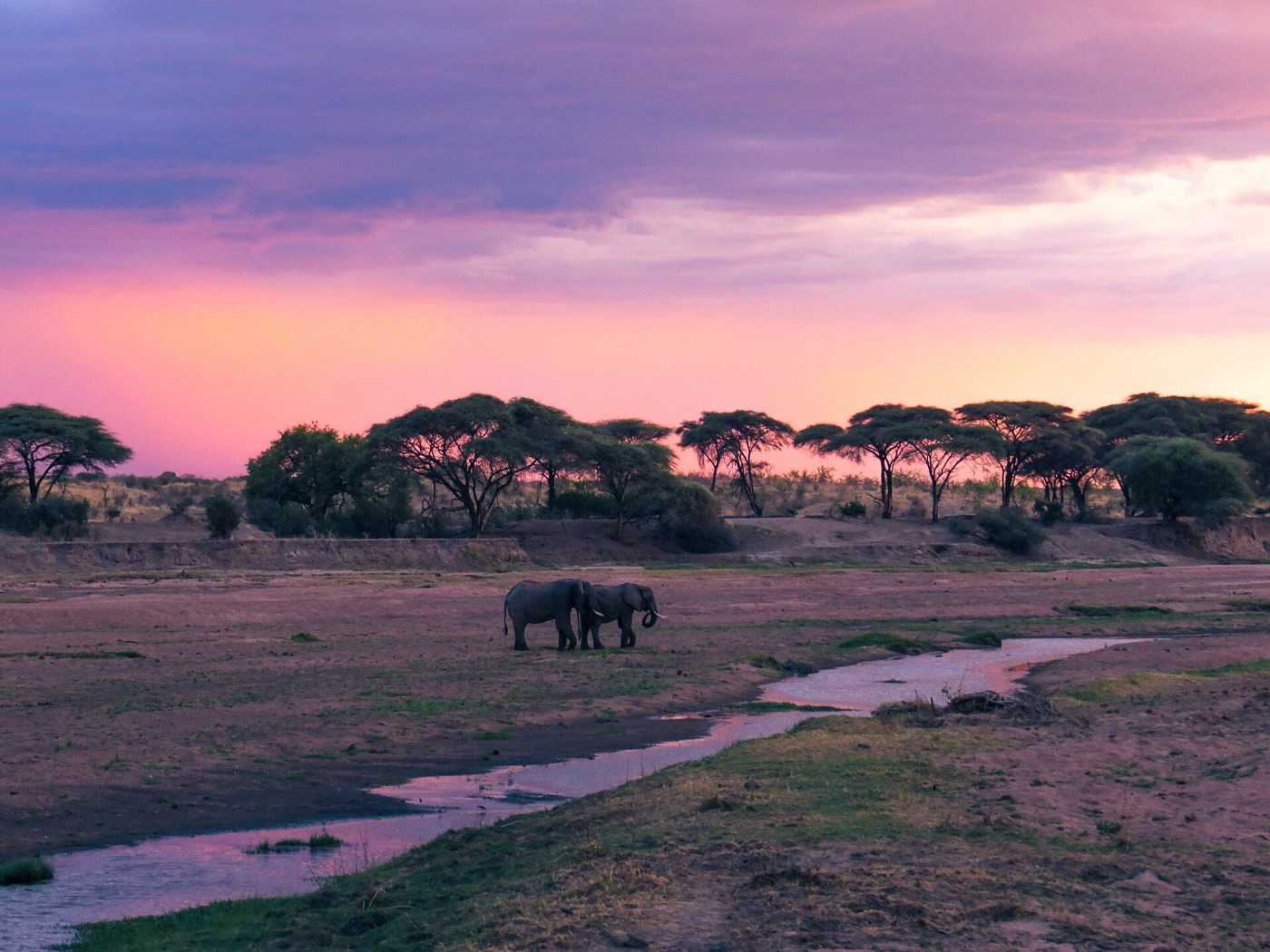 Elephants beside a river at sunset in Ruaha National Park, Tanzania